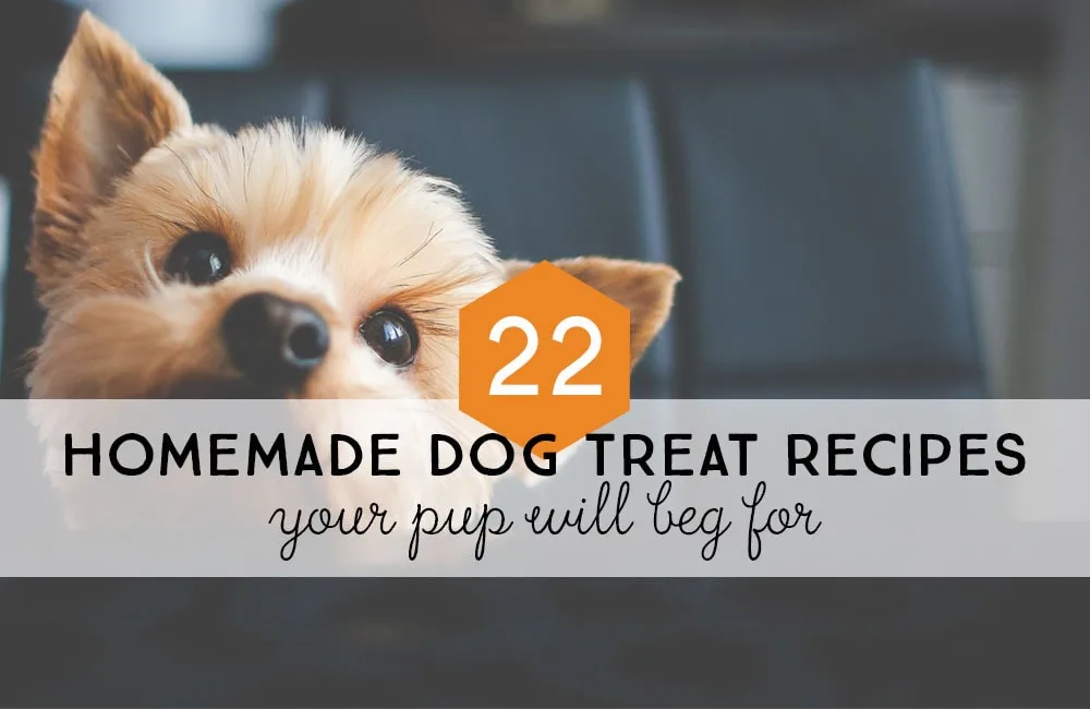 Post Header: 22 Homemade Dog Treat Recipes Your Pup Will Beg For
