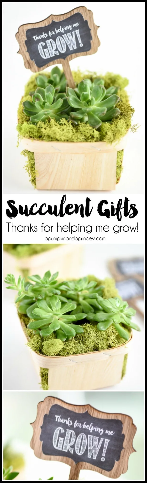 Succulent "thanks for helping me grow". Gift idea for Teacher Appreciation Week. This site has some great teacher gift ideas.