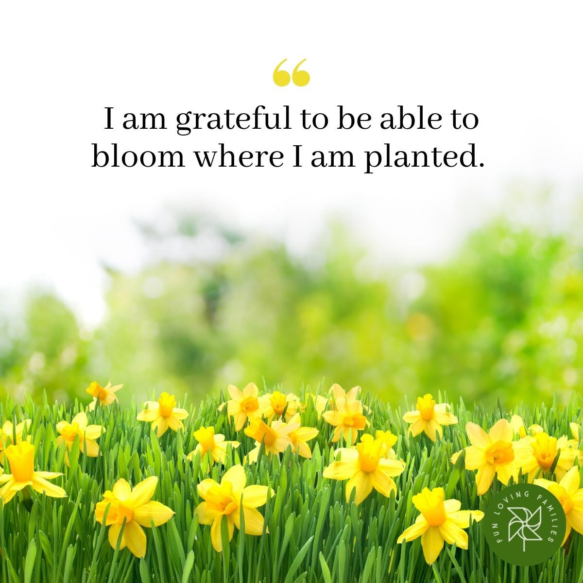 I am grateful to be able to bloom where I am planted affirmation