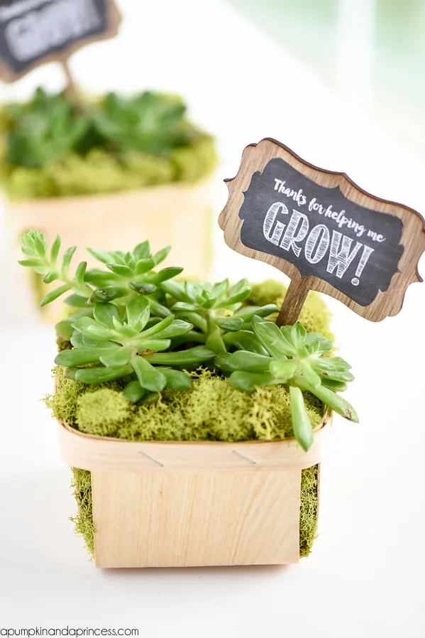 DIY Succulent Gift with “Thanks for Helping Me Grow” Printable