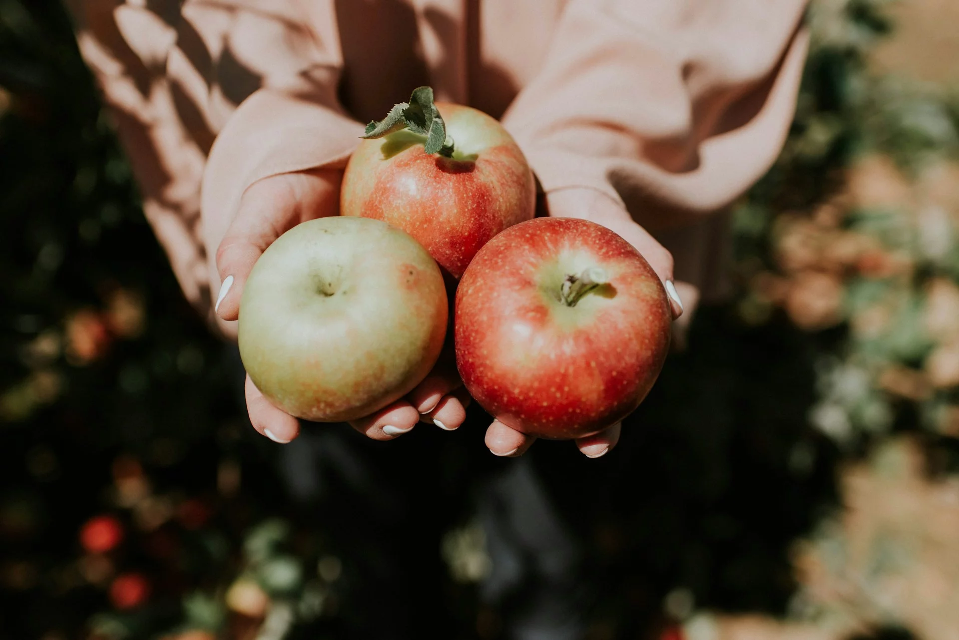 Go Fruit Picking