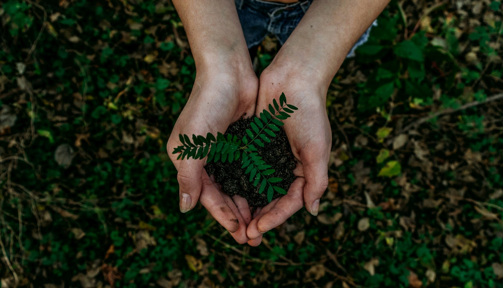 Plant a Tree in Their Name