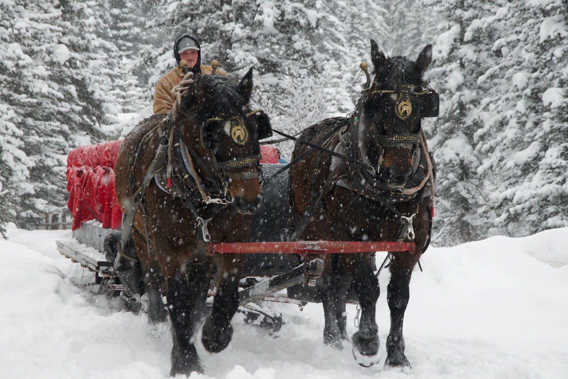 Carriage Ride