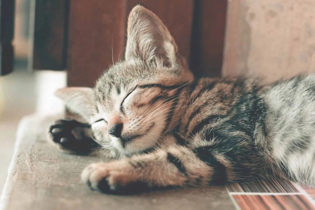 Cat sleeping peacefully