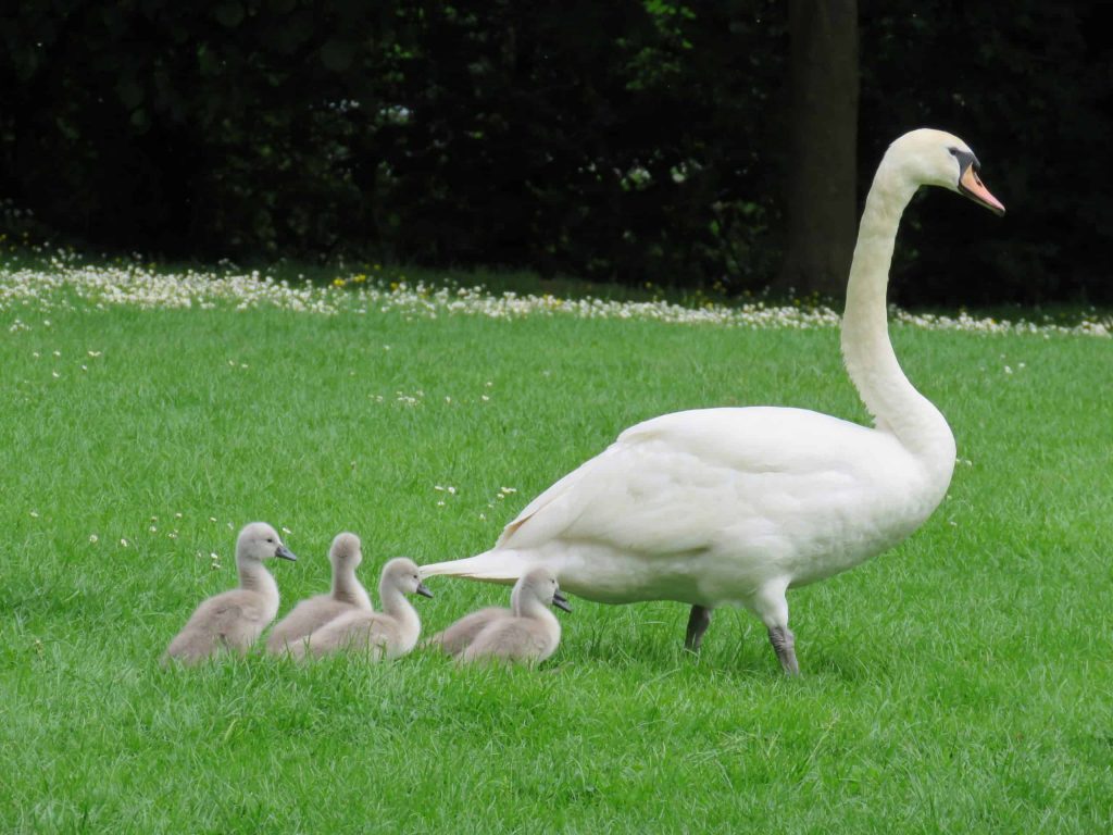 swan with baby swans