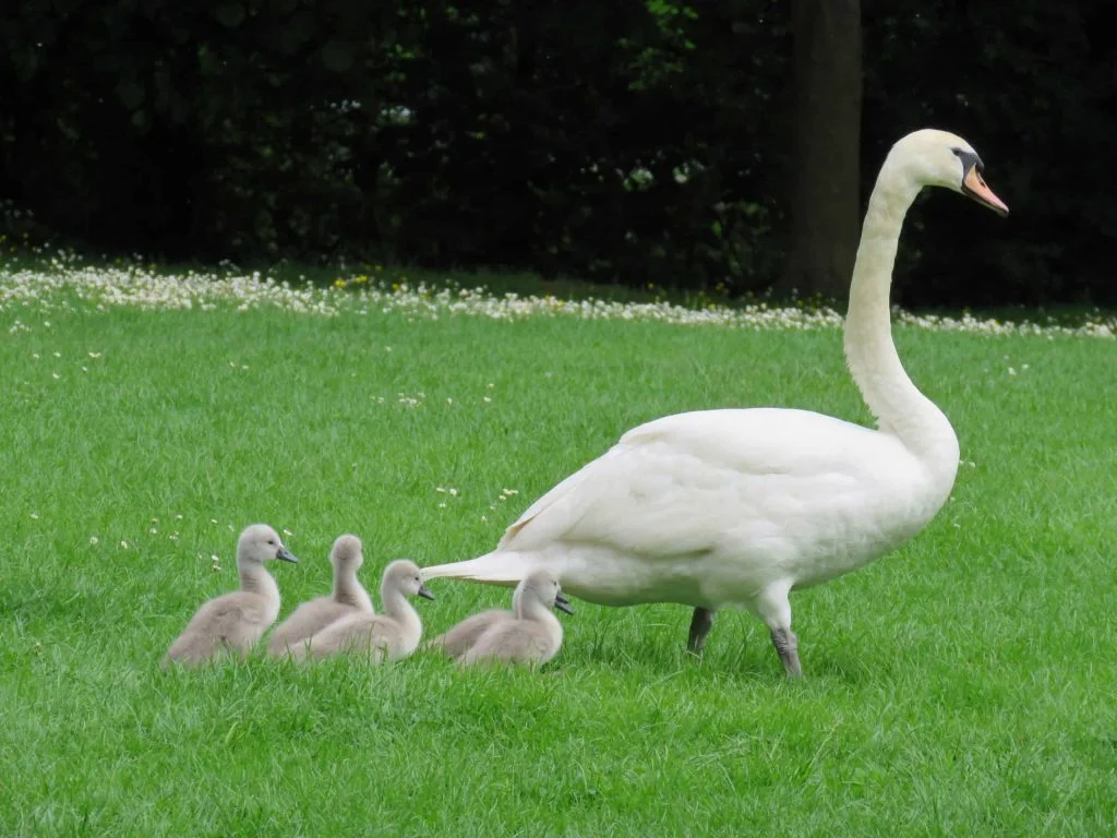 swan with baby swans